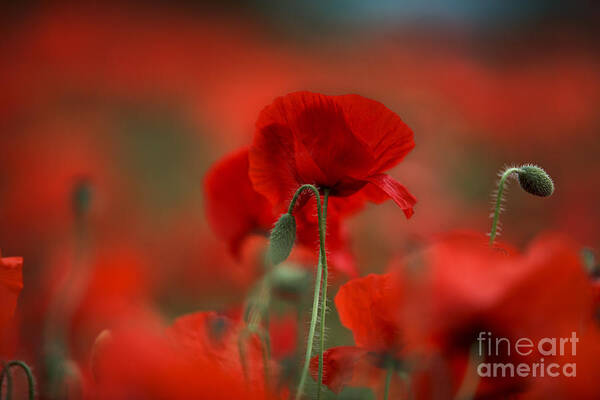 Poppy Poster featuring the photograph Red #3 by Nailia Schwarz