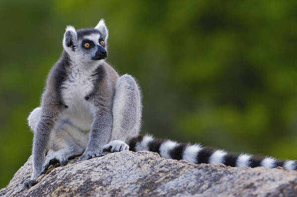 Feb0514 Poster featuring the photograph Ring-tailed Lemur Portrait Madagascar #3 by Pete Oxford
