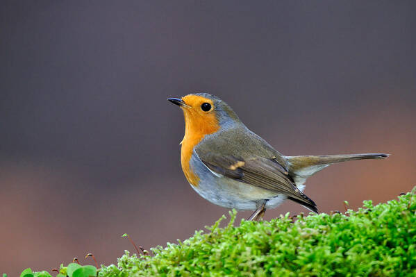 Robin Poster featuring the photograph Robin #3 by Gavin Macrae