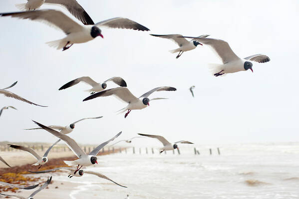 Animal Themes Poster featuring the photograph Seagulls In Flight #3 by Olga Melhiser Photography