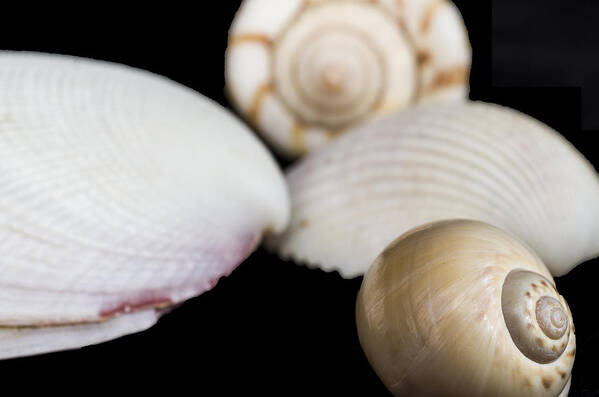 Marine Poster featuring the photograph Seashells #3 by Paulo Goncalves