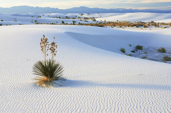 Feb0514 Poster featuring the photograph Soaptree Yucca In Gypsum Sand White #3 by Konrad Wothe
