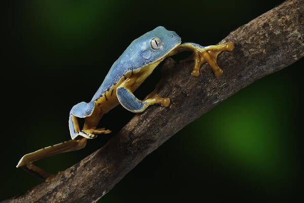Amazon Poster featuring the photograph Tree frog climbing #3 by Dirk Ercken