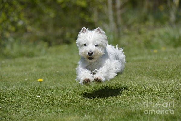 Dog Poster featuring the photograph West Highland White Terrier #3 by John Daniels
