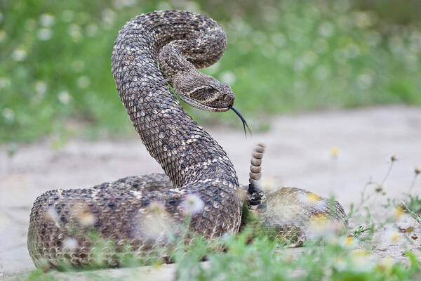 Alert Poster featuring the photograph Western Diamondback Rattlesnake #3 by Larry Ditto