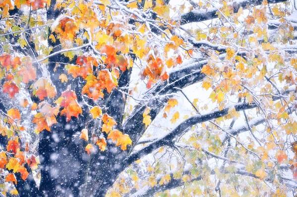 Art Poster featuring the photograph Winter In Autumn by JAMART Photography