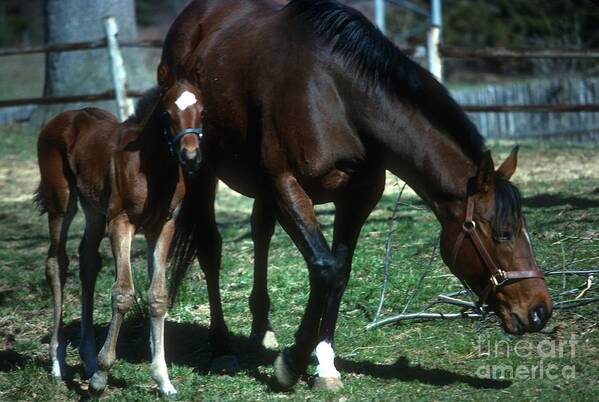 Horses Poster featuring the photograph Horses #30 by Marc Bittan