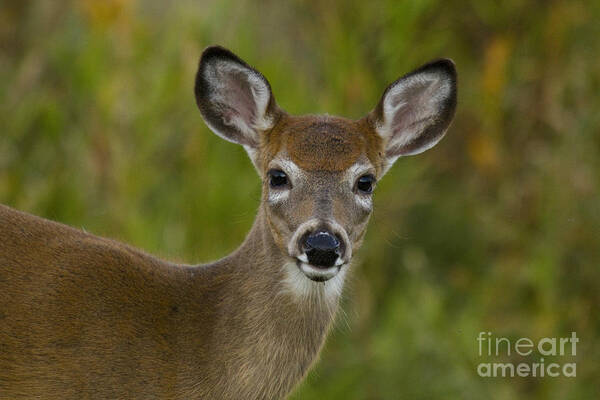 Capreolinae Poster featuring the photograph White-tailed Doe #31 by Linda Freshwaters Arndt