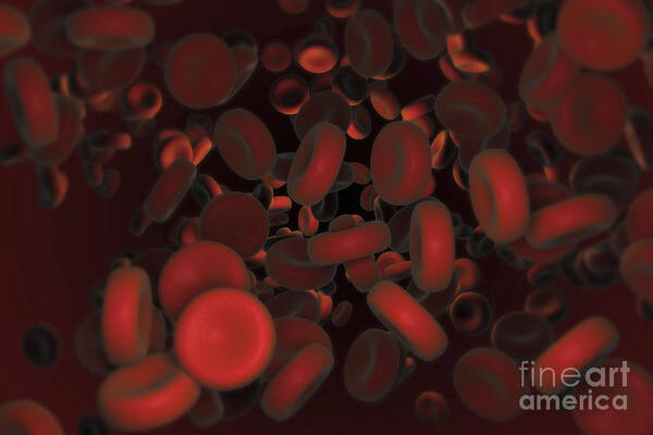 Cells Poster featuring the photograph Red Blood Cells #35 by Science Picture Co