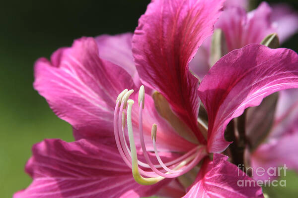 Aloha Poster featuring the photograph Bauhinia blakeana - Hong Kong Orchid - Hawaiian Orchid Tree #4 by Sharon Mau