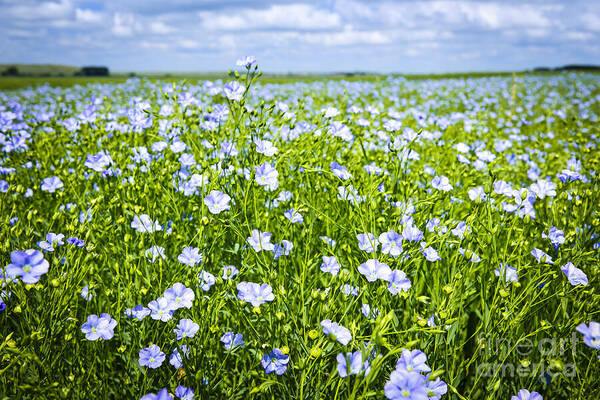 Flax Poster featuring the photograph Blooming flax field 1 by Elena Elisseeva