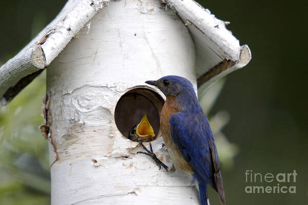 Bluebird Poster featuring the photograph Eastern Bluebird #4 by Linda Freshwaters Arndt