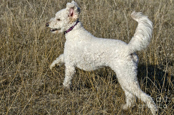 Nature Poster featuring the photograph Goldendoodle Running #4 by William H. Mullins