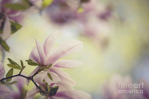 Magnolia Poster featuring the photograph Magnolia Flowers #4 by Nailia Schwarz