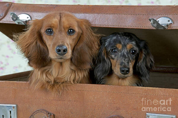 Dog Poster featuring the photograph Miniature Long-haired Dachshunds #4 by John Daniels