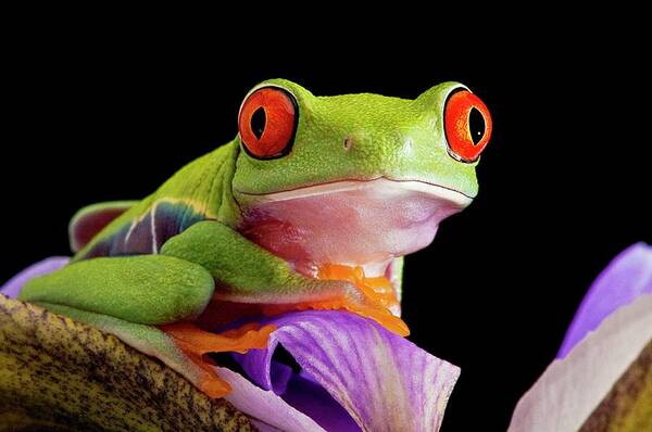 Agalychnis Callidryas Poster featuring the photograph Red-eyed Tree Frog #4 by Linda Wright