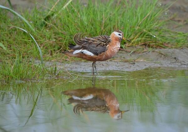 Red Phalarope Poster featuring the photograph Red Phalarope #4 by James Petersen