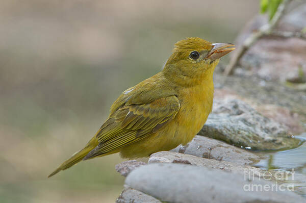 Summer Tanager Poster featuring the photograph Summer Tanager #4 by Anthony Mercieca