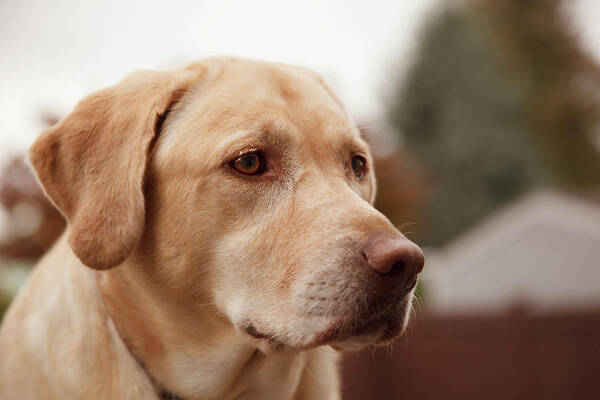 Canidae Poster featuring the photograph USA, Oregon, Keizer, Labrador Retriever #4 by Rick A Brown