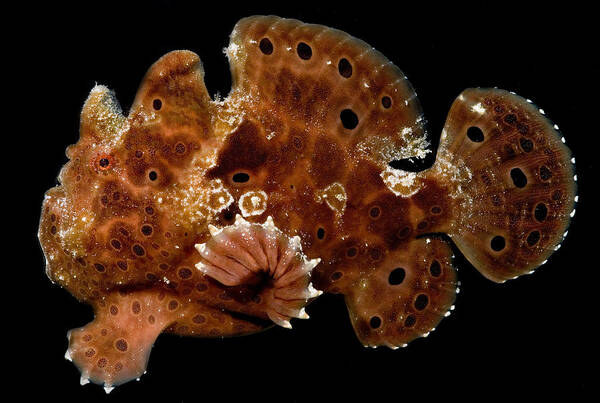 Warty Frogfish Poster featuring the photograph Warty Frogfish #4 by Dant Fenolio