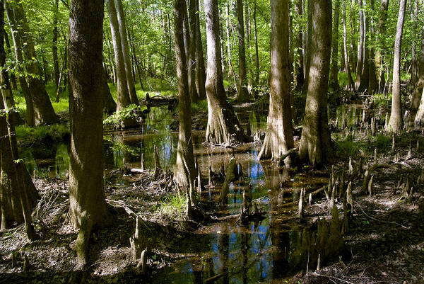 Bald Cypress Poster featuring the photograph Bald Cypress Swamp #5 by Kenneth Murray