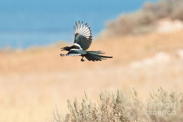 Bird Poster featuring the photograph Black-billed Magpie #3 by Dennis Hammer