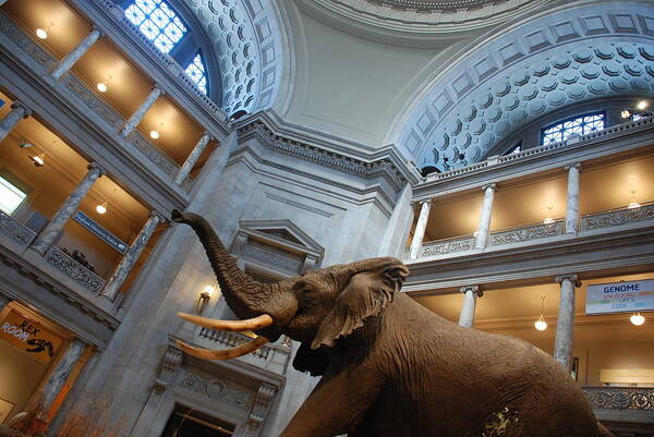 Bull Elephant Poster featuring the photograph Bull Elephant in Natural History Rotunda #5 by Kenny Glover