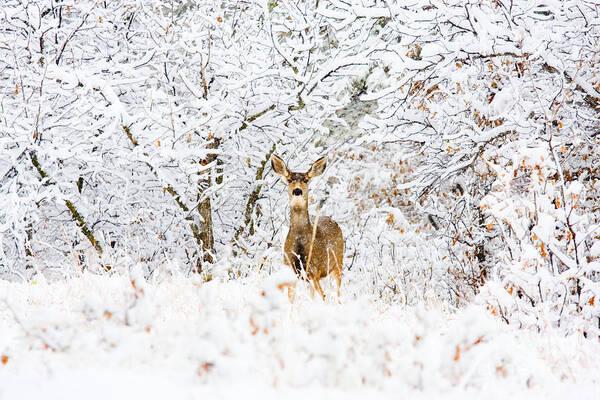 Deer Poster featuring the photograph Doe Mule Deer in Snow #5 by Steven Krull