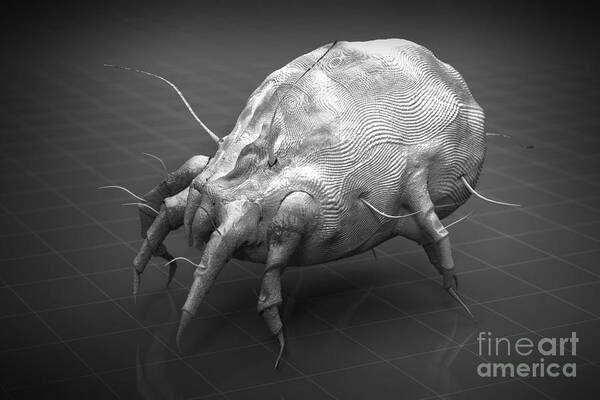 Acari Poster featuring the photograph Dust Mite #5 by Science Picture Co