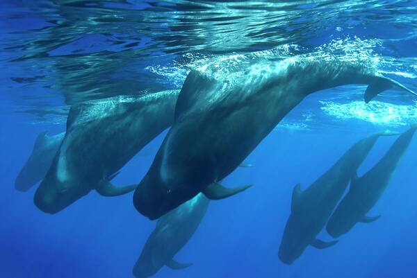 Short-finned Pilot Whale Poster featuring the photograph Short-finned Pilot Whales #5 by Christopher Swann/science Photo Library