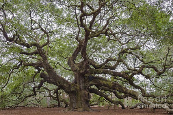 Angel Oak Tree On Johns Island Sc Poster featuring the photograph SC Angel Oak Tree by Dale Powell