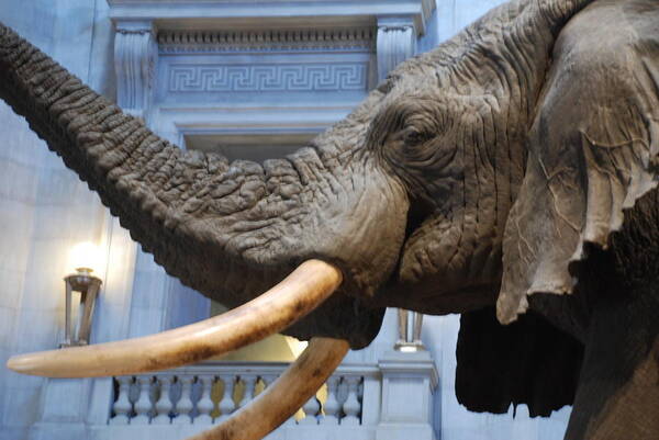 Bull Elephant Poster featuring the photograph Bull Elephant in Natural History Rotunda #6 by Kenny Glover