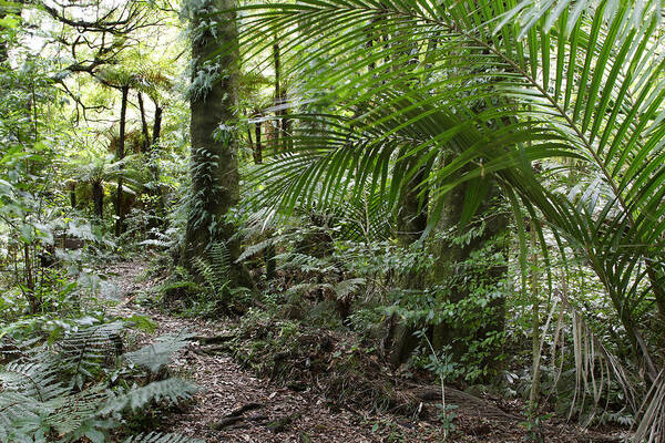 Jungle Poster featuring the photograph Forest #6 by Les Cunliffe