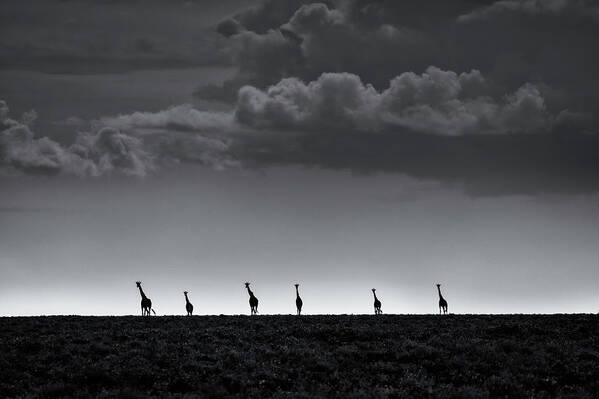Serengeti Poster featuring the photograph 6 Giraffes by Greg Metro