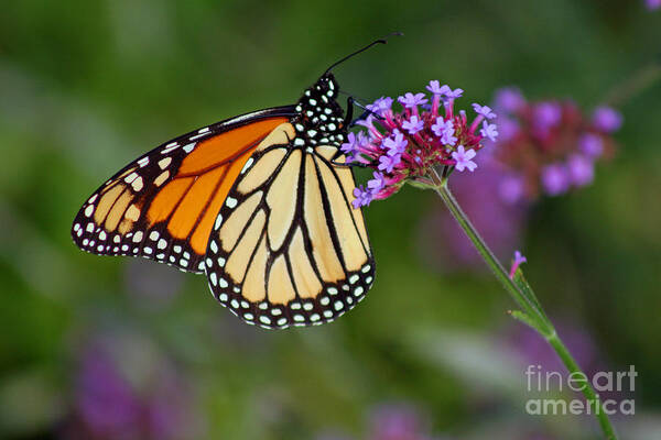 Monarch Poster featuring the photograph Monarch Butterfly in Garden #2 by Karen Adams