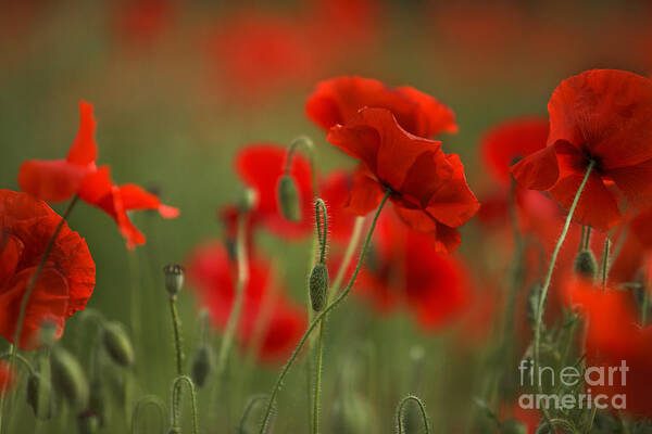 Poppy Poster featuring the photograph Red #6 by Nailia Schwarz