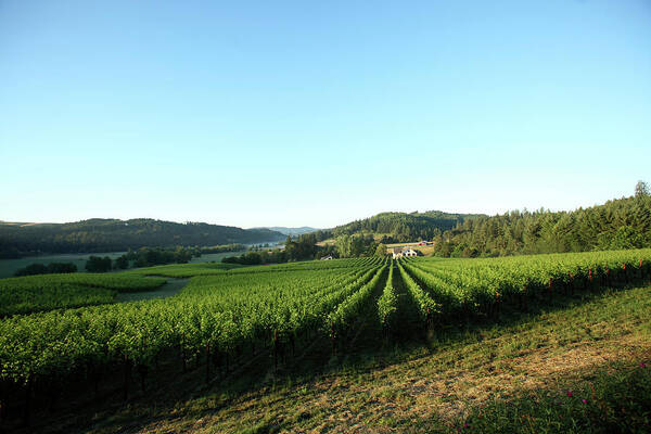 Agriculture Poster featuring the photograph Vineyards In The Willamette Valley #6 by Clay McLachlan