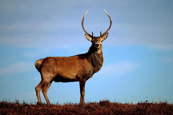 Red Deer Stag Poster featuring the photograph Red Deer Stag #7 by Gavin Macrae