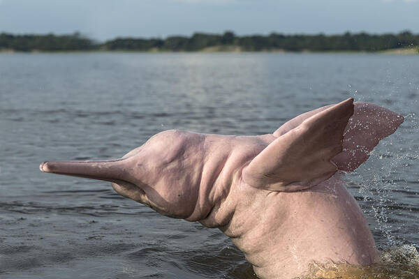 Amazon River Dolphin Poster featuring the photograph Amazon River Dolphin #7 by M. Watson