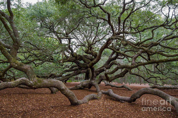 Angel Oak Tree On Johns Island Sc Poster featuring the photograph Mighty Branches by Dale Powell