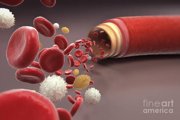 Section Poster featuring the photograph Blood Vessel With Cells #7 by Science Picture Co