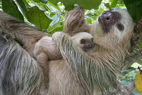 Suzi Eszterhas Poster featuring the photograph Hoffmanns Two-toed Sloth And Old Baby #7 by Suzi Eszterhas