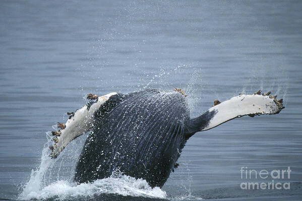 Animal Poster featuring the photograph Humpback Whale Breaching #7 by Ron Sanford