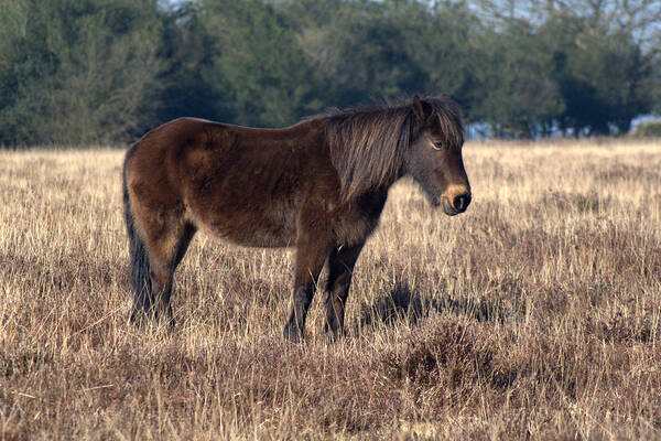 New Forest Pony Poster featuring the photograph New Forest Pony #7 by Chris Day