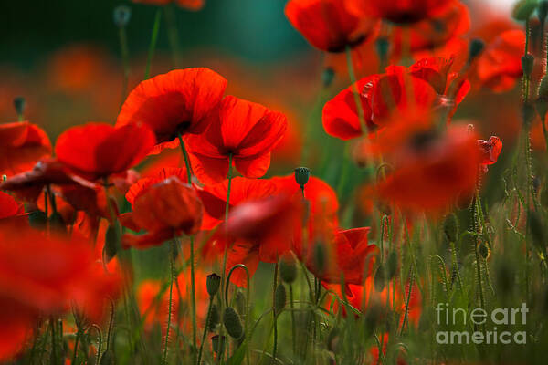 Poppy Poster featuring the photograph Poppy Dream #7 by Nailia Schwarz