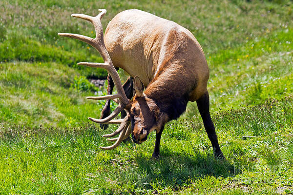 Bull Poster featuring the photograph Wapiti Elk in Rocky Mountain National Park #7 by Fred Stearns