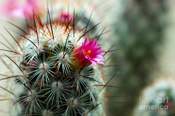 Nightvisions Poster featuring the photograph 734A Tubular Cactus Flower by NightVisions