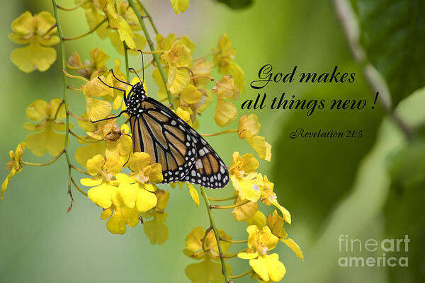 Scripture Poster featuring the photograph Butterfly Scripture #8 by Jill Lang