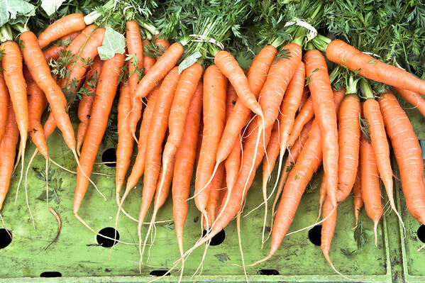 Bunch Poster featuring the photograph Carrots #8 by Tom Gowanlock