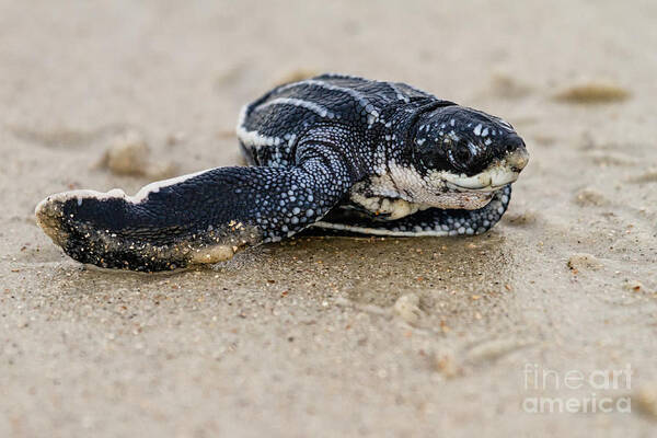 Dermochelys Coriacea Poster featuring the photograph Leatherback Sea Turtle Hatchling Amelia Island Florida #8 by Dawna Moore Photography